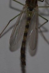 Lobochironomus