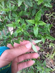 Monardella hypoleuca hypoleuca