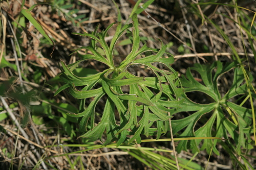 slenderleaf monkshood