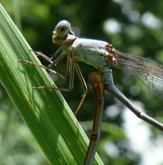 Argia moesta