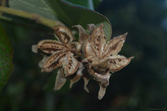 Hibiscus tiliaceus pernambucensis