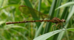 Argia sedula