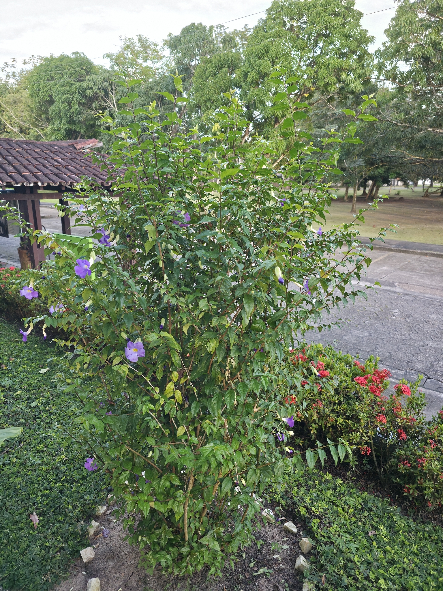 Thunbergia erecta