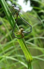 Argia moesta