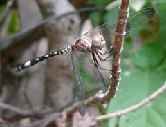 Dythemis velox