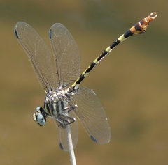 Phyllogomphoides stigmatus