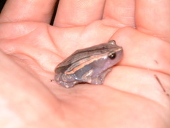 Phrynomantis bifasciatus