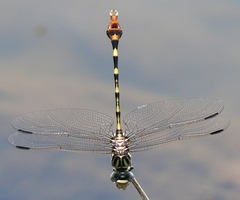 Phyllogomphoides stigmatus