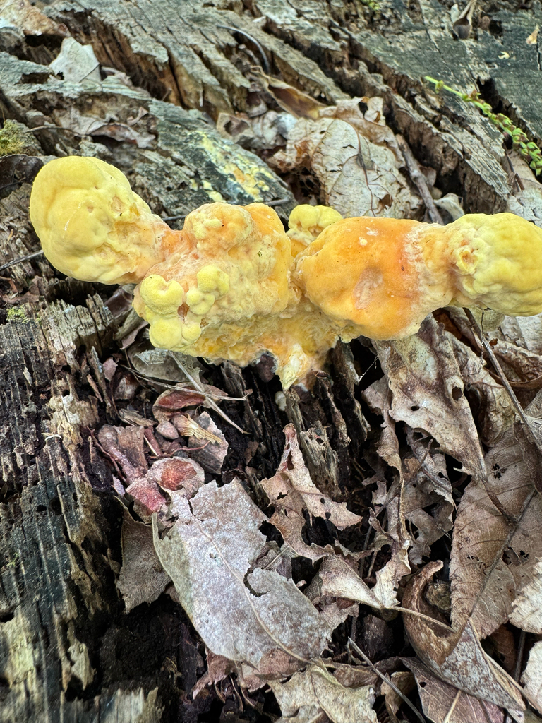 chicken of the woods · May 2026 · photo: Photo: no rights reserved · iNaturalist