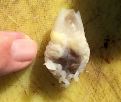 Ourozeuktes bopyroides