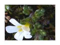 Euphrasia australis