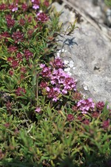Thymus roegneri