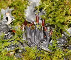 Peltigera dolichorhiza