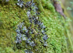 Peltigera dolichorhiza