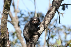 Callithrix penicillata