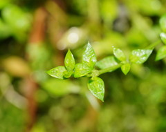 Galium gaudichaudii