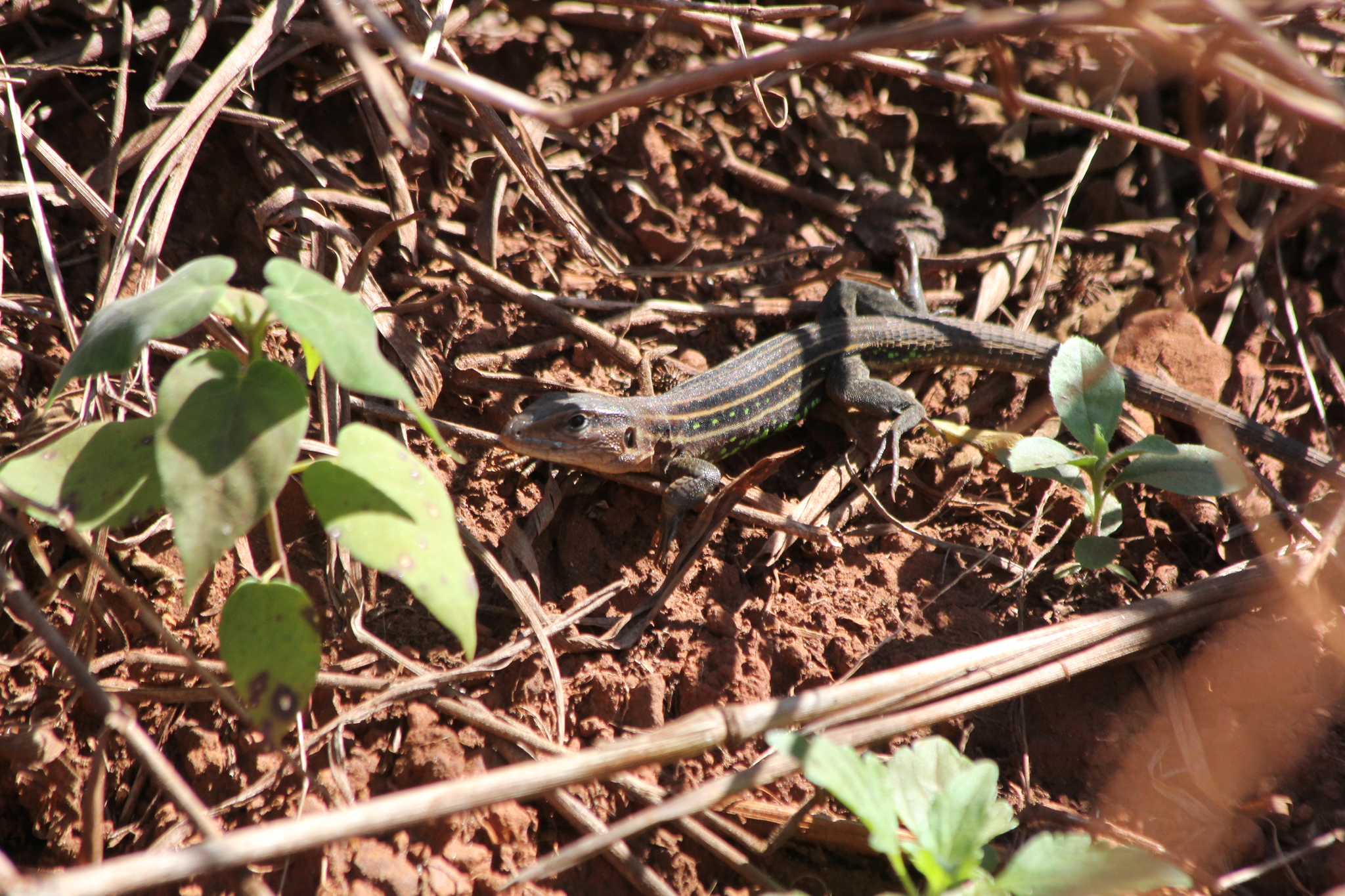 Calanguinhas