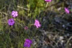 Dianthus virgineus, photograph (c) Cesare Sandri, some rights reserved (CC BY-SA)