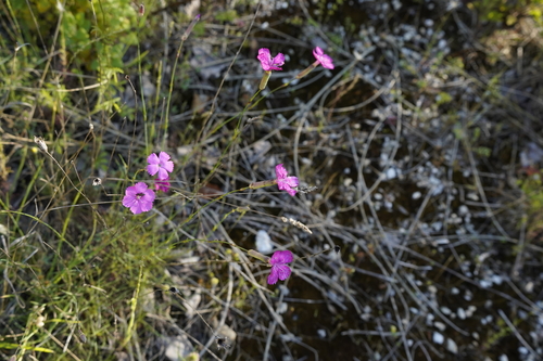 Dianthus virgineus, photograph 5
