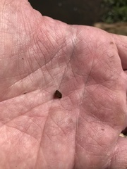 Campeloma decampi