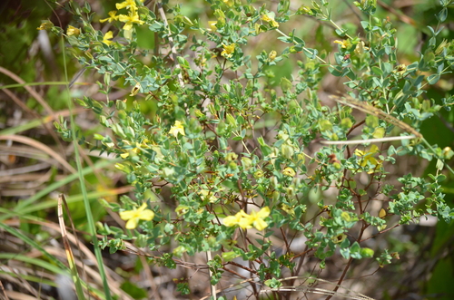 fourpetal St. Johnswort