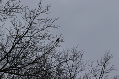 Cardinalis cardinalis cardinalis