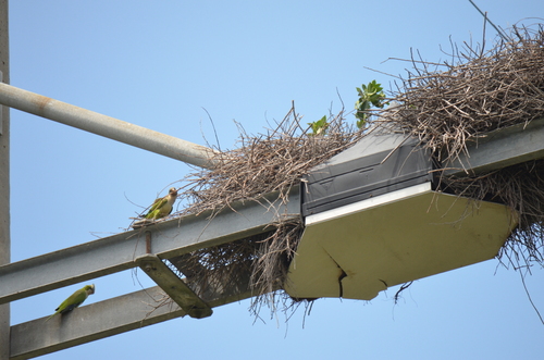 Monk Parakeet