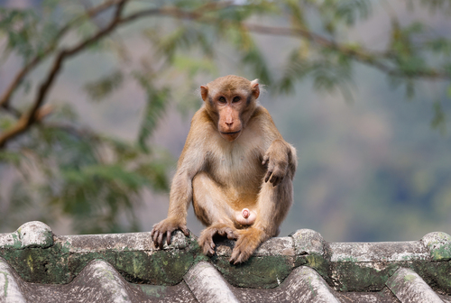 Assamese Macaque (Macaca assamensis)
