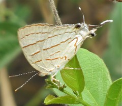 Hemiolaus caeculus