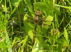 Neurocordulia xanthosoma