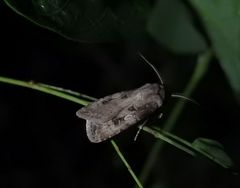 Agrotis interjectionis