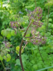 Thalictrum fendleri polycarpum