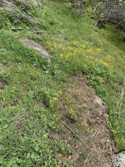 Pseudobahia heermannii