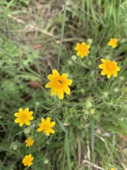 Pseudobahia heermannii