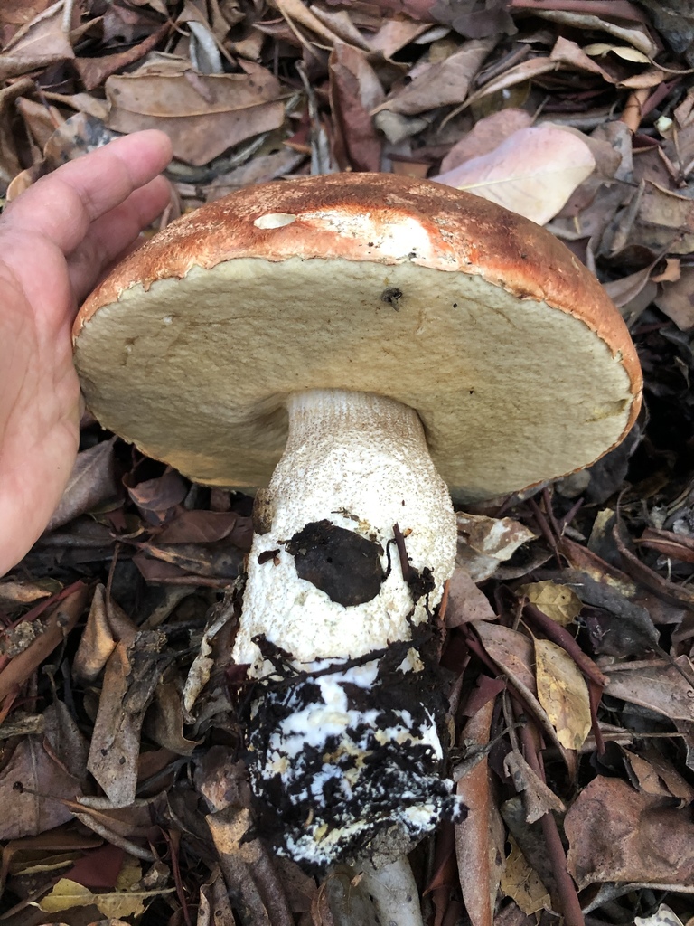 Leccinum