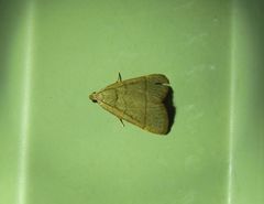 Hypsopygia repetita