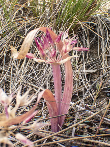 Allium falcifolium, photograph 3