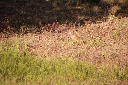 Spotted Ground Squirrel observed by bumblepuppy