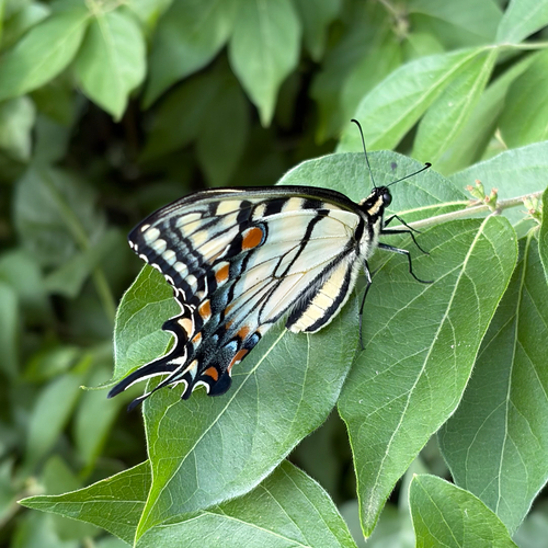 Eastern Tiger Swallowtail