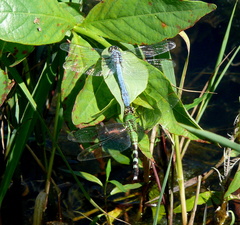 Erythemis simplicicollis