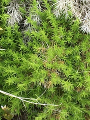 Galium andrewsii