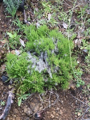 Galium andrewsii