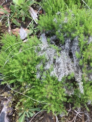 Galium andrewsii