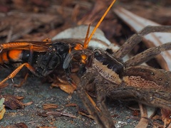 Cryptocheilus australis