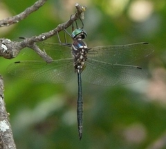 Somatochlora ozarkensis