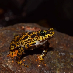 Atelopus certus