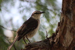 Mimus saturninus