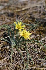 Pseudopodospermum molle