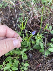 Triodanis coloradoensis