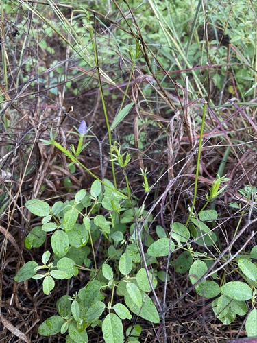 Triodanis coloradoensis, photograph 2